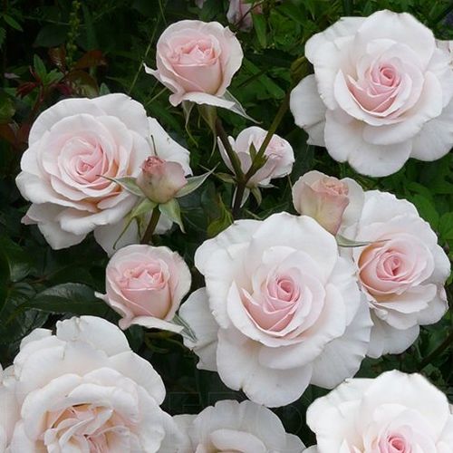 Rosa de fragancia discreta - Rosa - Pearl Abundance® - 